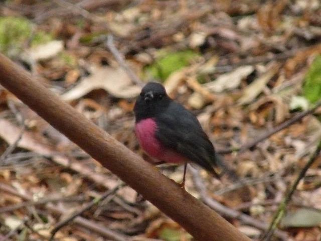 (11) Pink Robin.JPG
